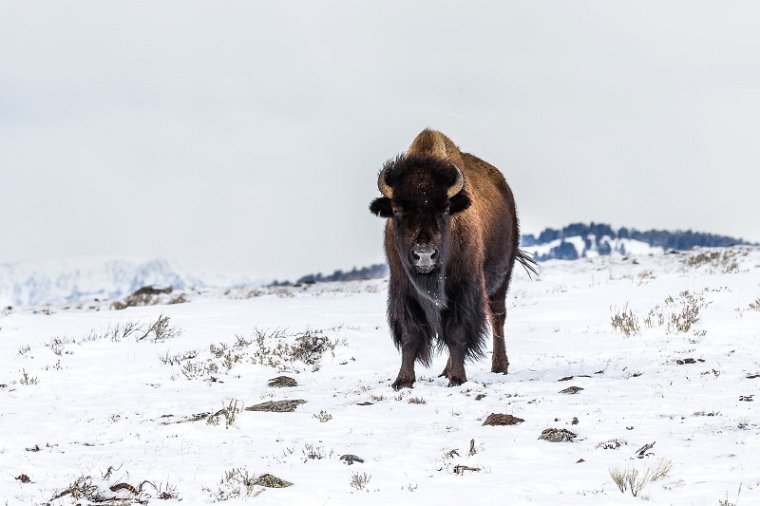 55 Yellowstone NP, bizon.jpg